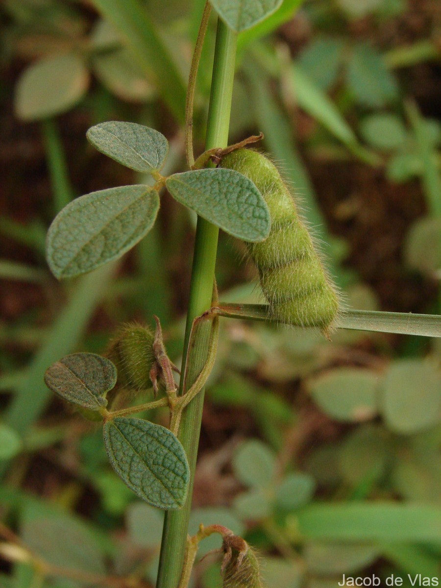 Cajanus scarabaeoides (L.) Thouars